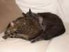 02239_tigger_sully_tn.jpg