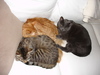02240_3_kitties_tn.jpg