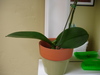 02248_orchid_new_leaf_tn.jpg