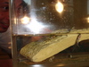 02260_max_tadpoles_tn.jpg