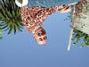 2414_rga_rachaelupsidedown_tn.jpg