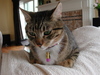 5140_tigger_tn.jpg