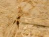 5166_max_the_tadpole_tn.jpg