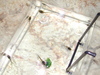 5171_tadpoles_tn.jpg