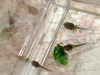 5173_3_tadpoles_tn.jpg