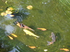 DSC00559_tn.jpg