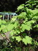DSC00564_tn.jpg