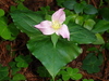 DSC00579_tn.jpg