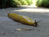 DSC00585_tn.jpg