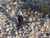 DSC01332_tn.jpg