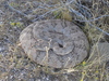 DSC01334_tn.jpg